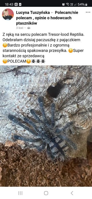 Psalmopoeus victori L3 - ptasznik