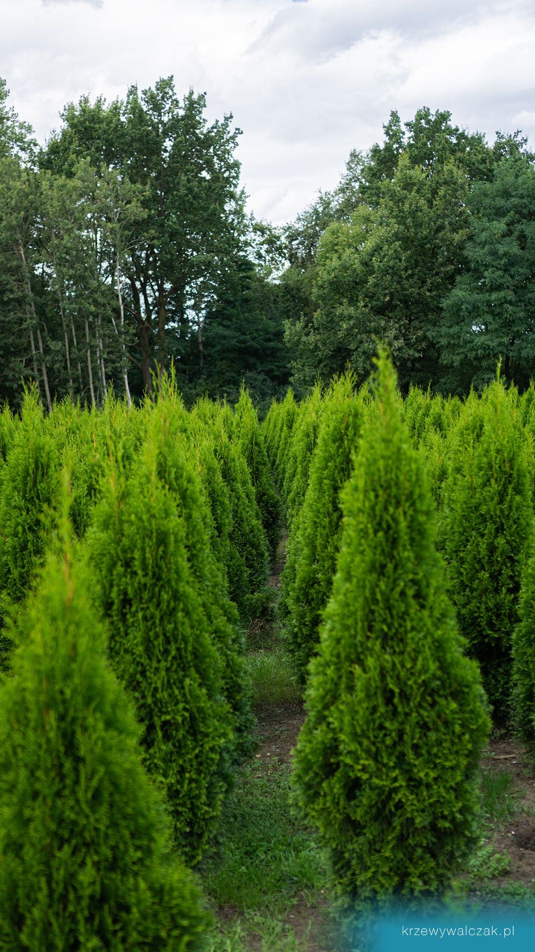 Thuja Szmaragd 120-140 cm