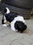 Suczka Shih tzu gotowa do odbioru