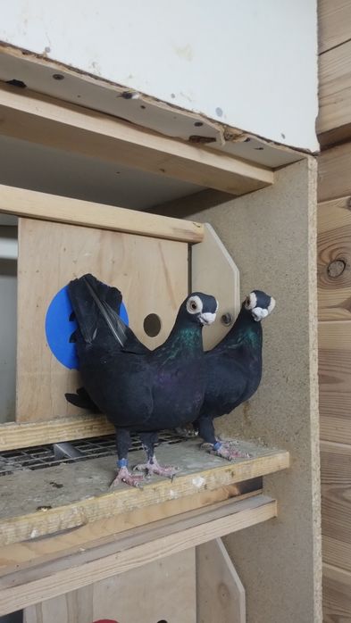 Brodawczaki gołębie ozdobne