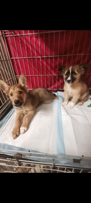 Szczeniaki 3 miesiące 3 chłopców