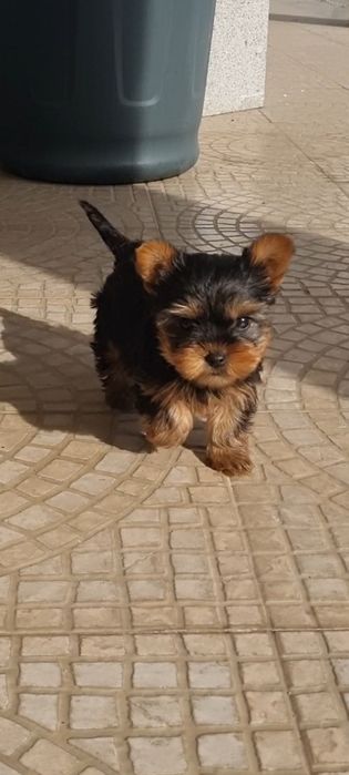Yorkshire Terrier macho