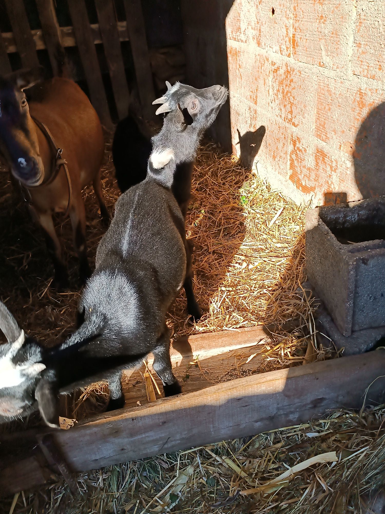 Casal cabras anãs