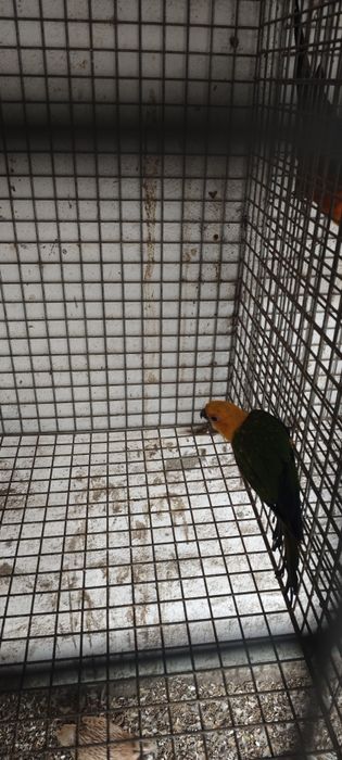 Ring necks Fêmea Adulta , Jandaya Fêmea, Aratinga sol