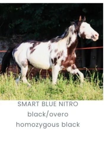 Fly To The Blue  3/4  klacz american paint horse quarter horse