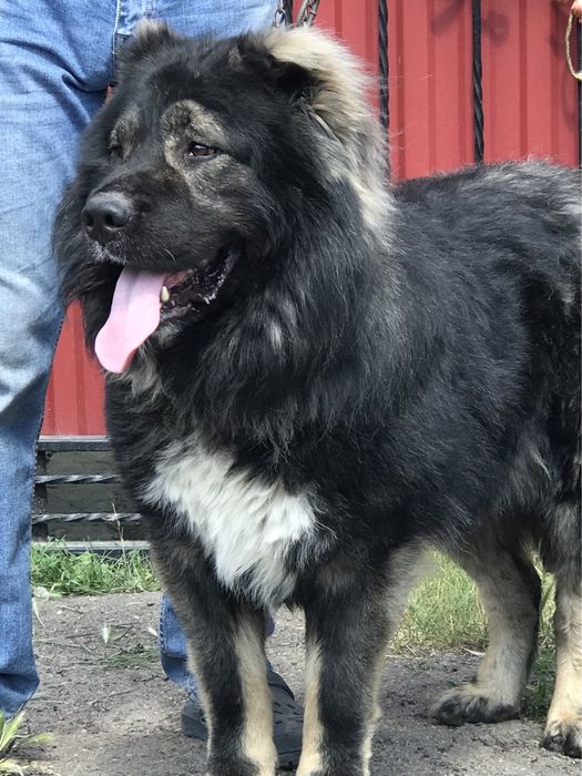 Кобель на вязку