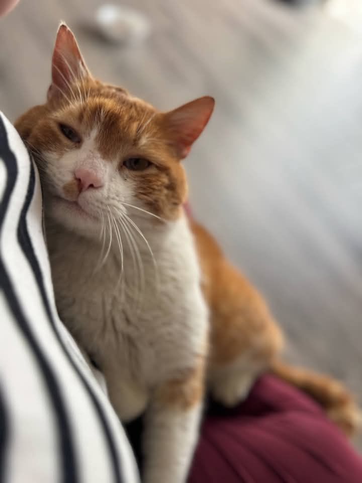 Rudzik poleca się do adopcji