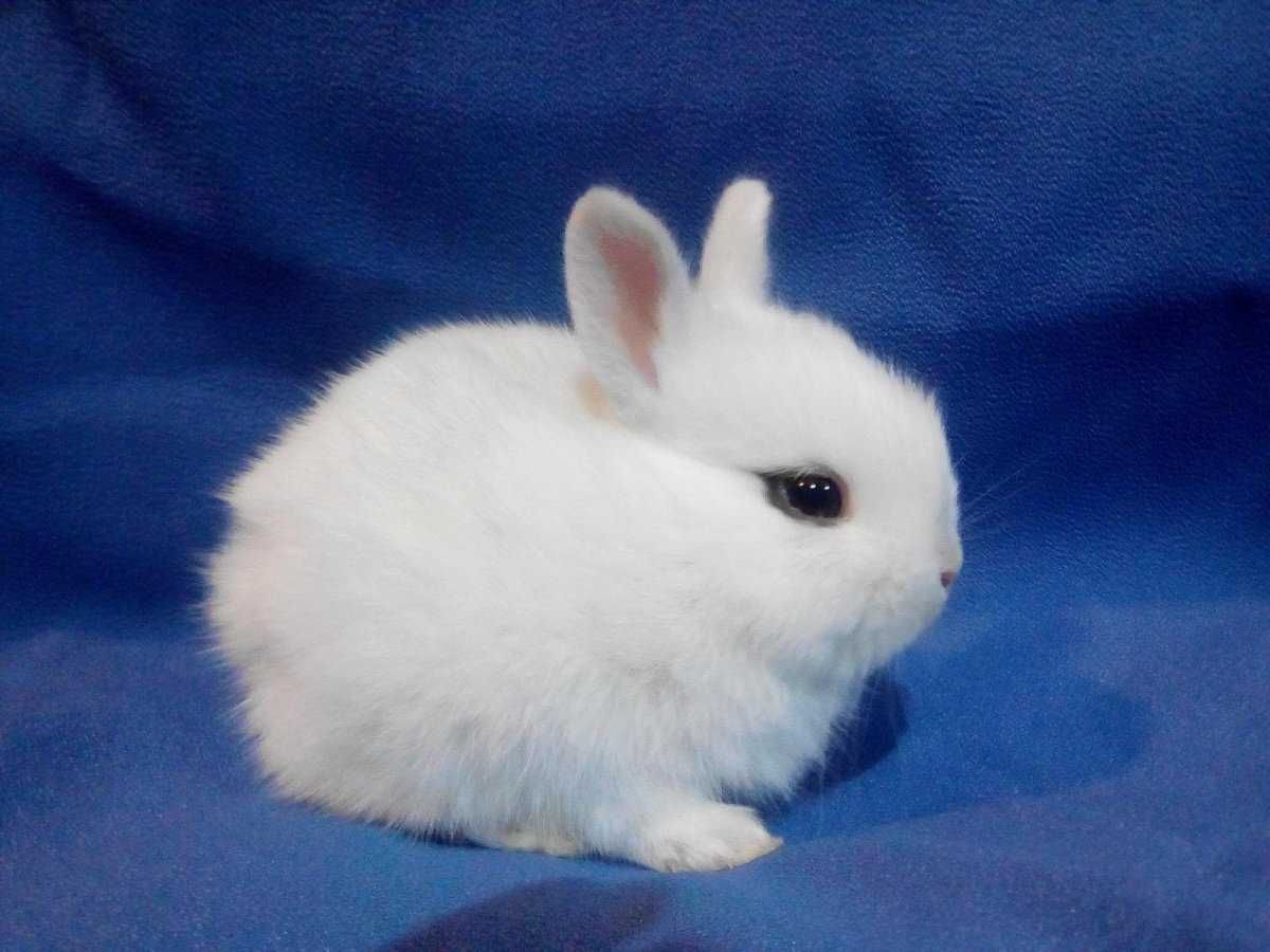 Мини гермелины, самые маленькие кролики в мире!