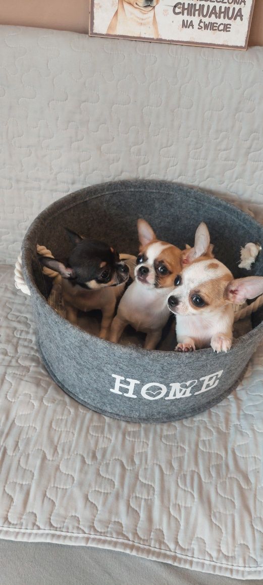 MINI piesek Chihuahua