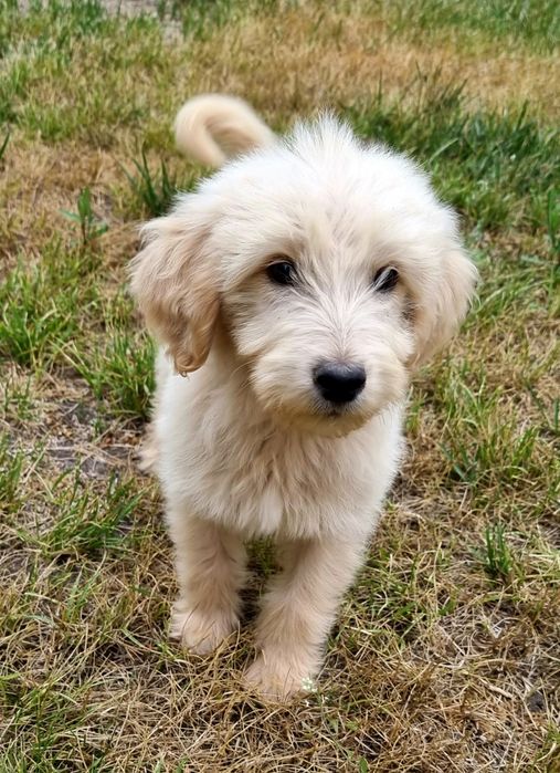 Śliczne szczeniaczki Medium i Standard Goldendoodle