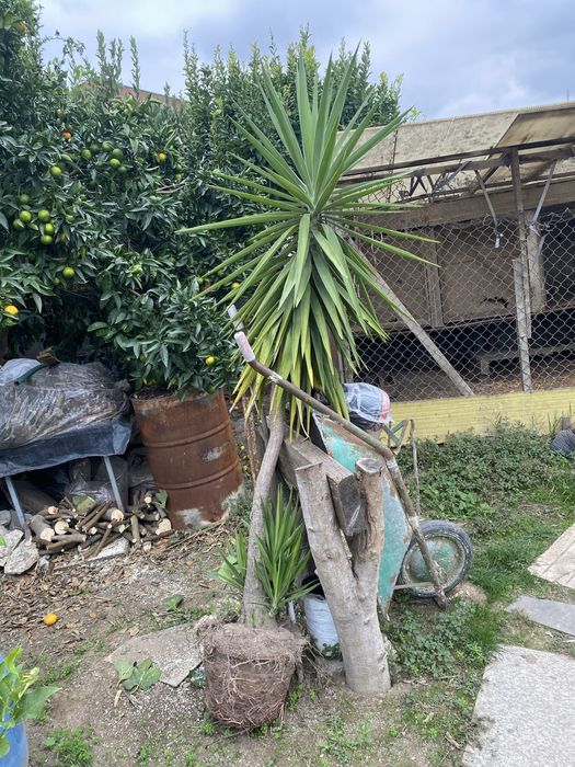 Yucca com cerca de 2 mts