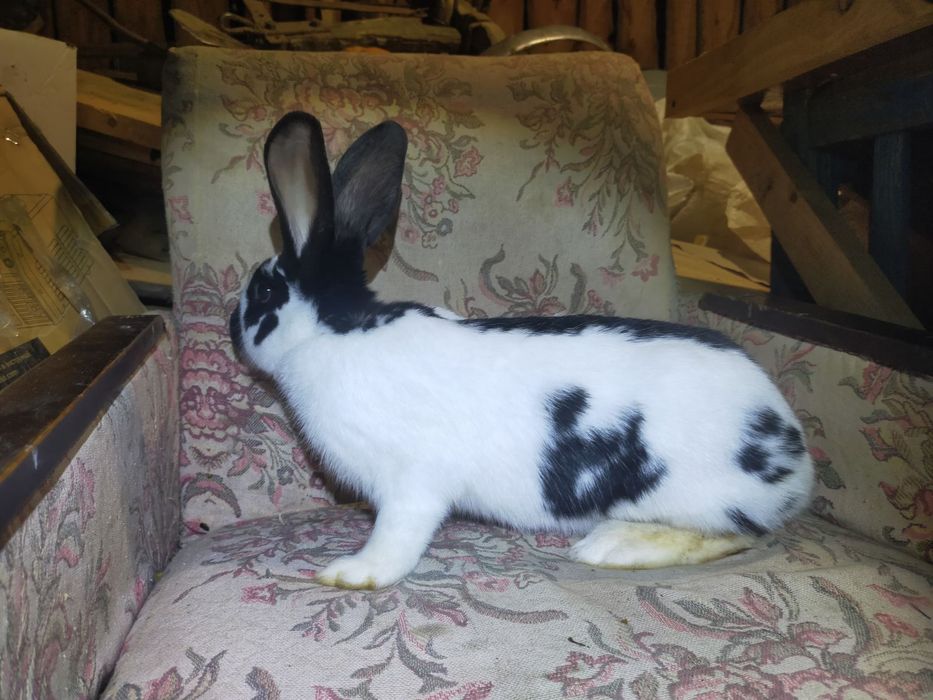 Кроличка породи Німецький строкатий велетень