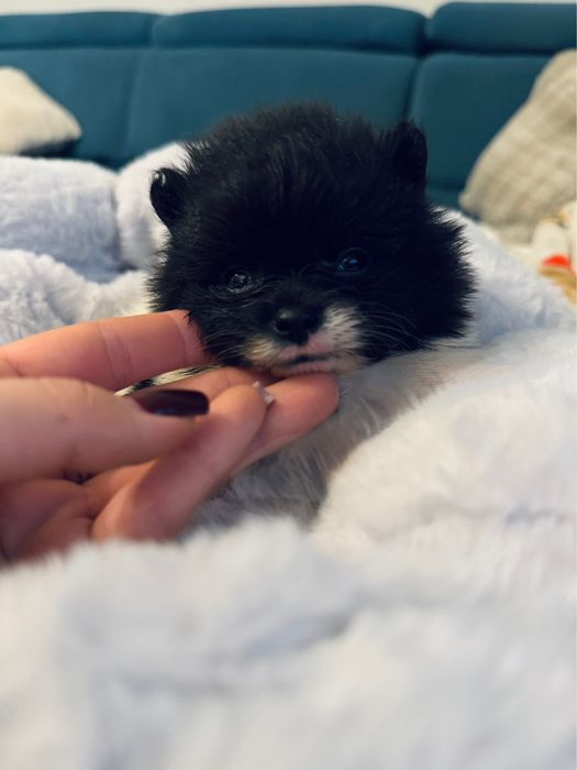 **Scarlet** Szpic miniaturowy, Pomeranian unikatowa sunia