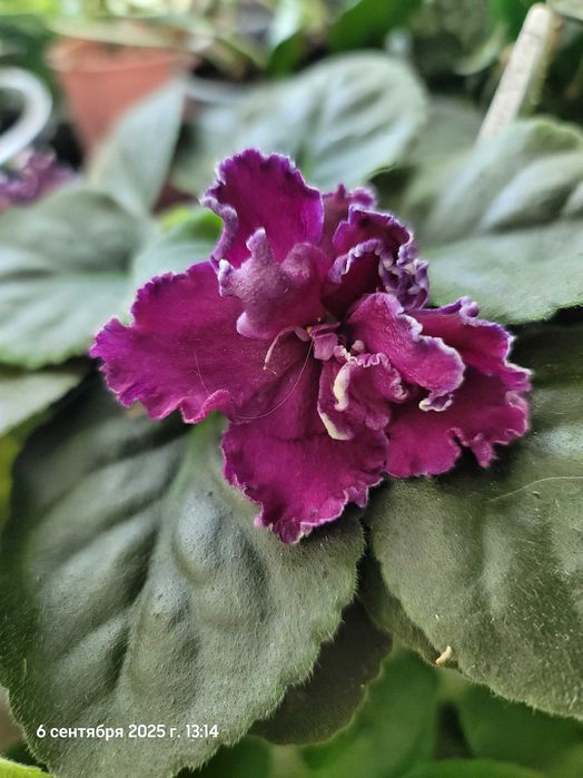 Фіалки міні та трейлери