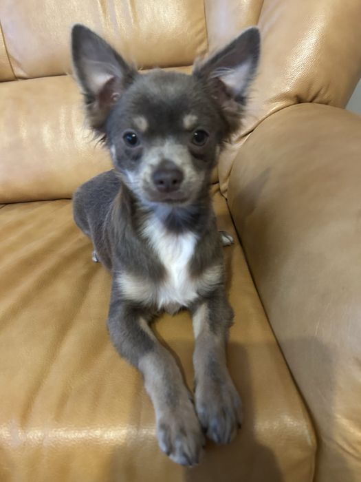 Chichuahua czekoladowy piesek