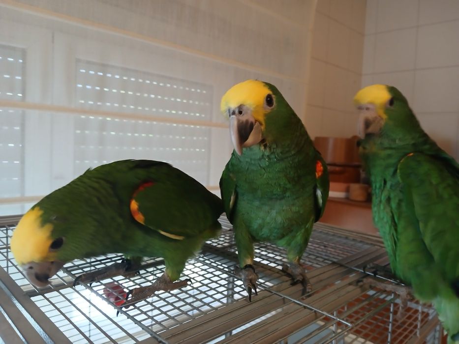 Casal de Amazona oratrix