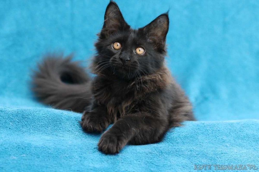 JEDYNA Czarna koteczka Maine Coon Polydactyl, gotowa do Odbioru*