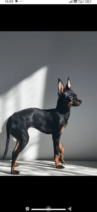 Цуценя той терєр