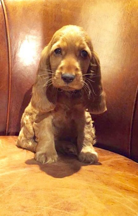 Руді цуценята кокер-спанієля чекають на господарів!