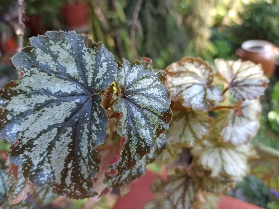 Бегонії декоративнолистяні/ Бегонии декоративнолиственные