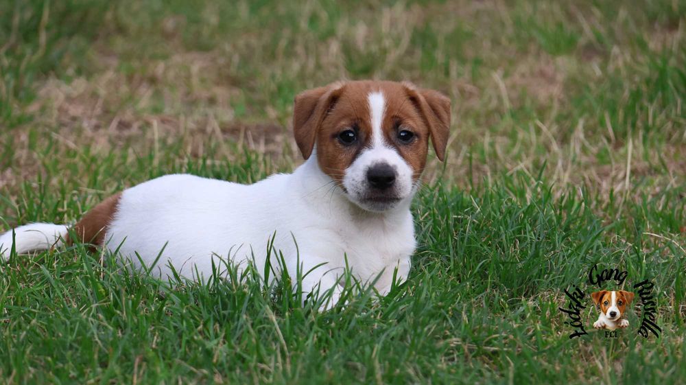 PIESEK Jack Russell Terrier ZKwP FCI  /badania genet/