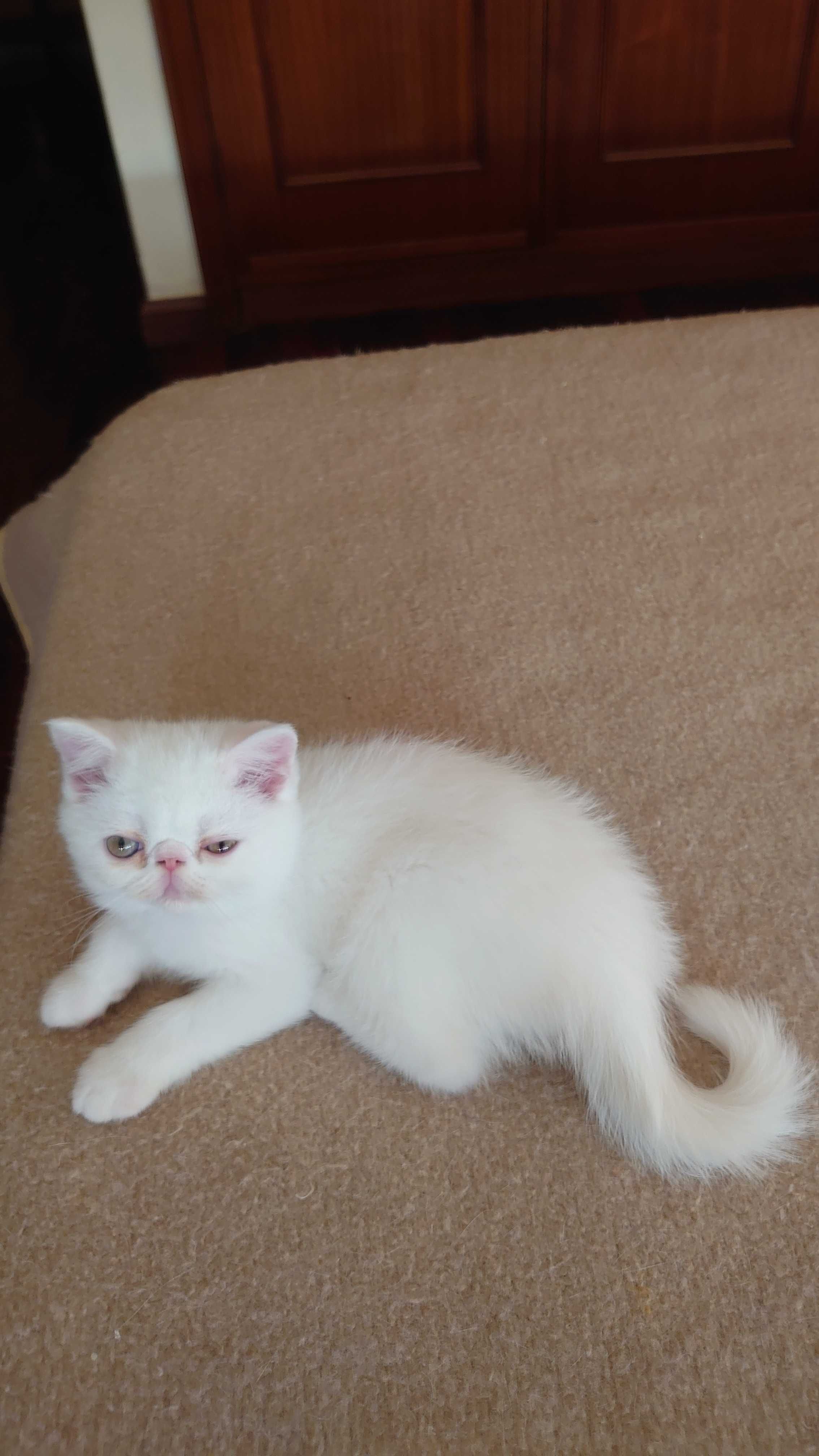 Gatinho Persa Exotico