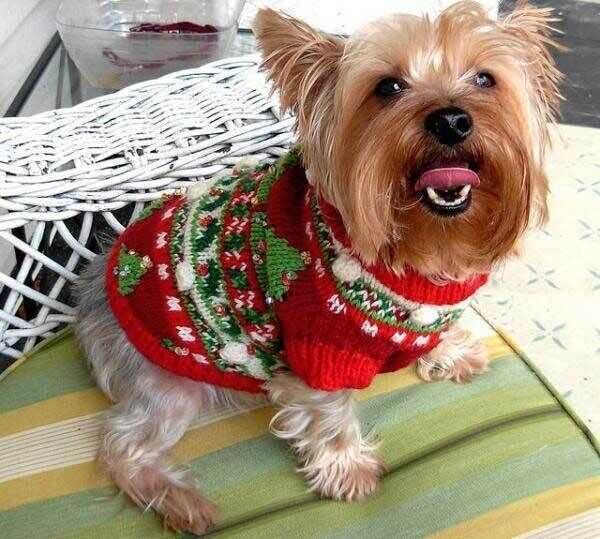 Комбинезон, свитер (одежда для собак)