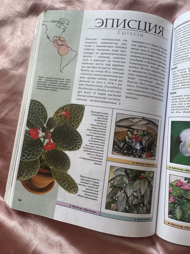 Книга о сенполіях, кімнатних фіалках та інших квітах цієї родини