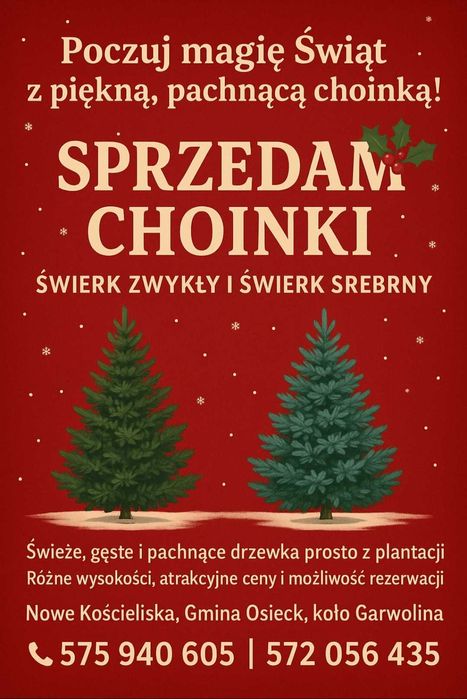 Choinki Bożonarodzeniowe świerk pospolity, świerk kujący (srebrny)