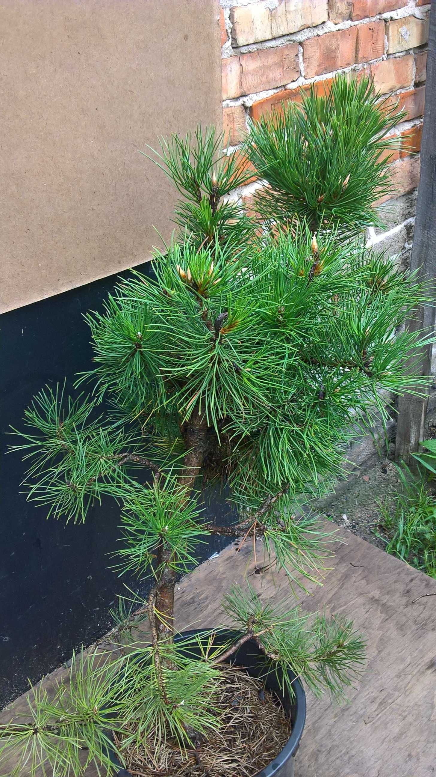 Ogrodowe Bonsai Niwaki Sosny Najładniejsze w okolicy