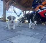 Jack russel terier