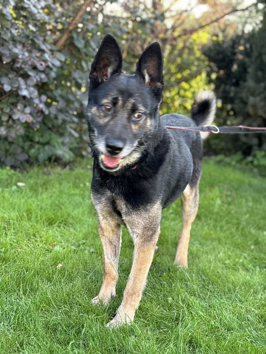 Samotny po śmierci swojego właściciela adoptuj zmień jego los