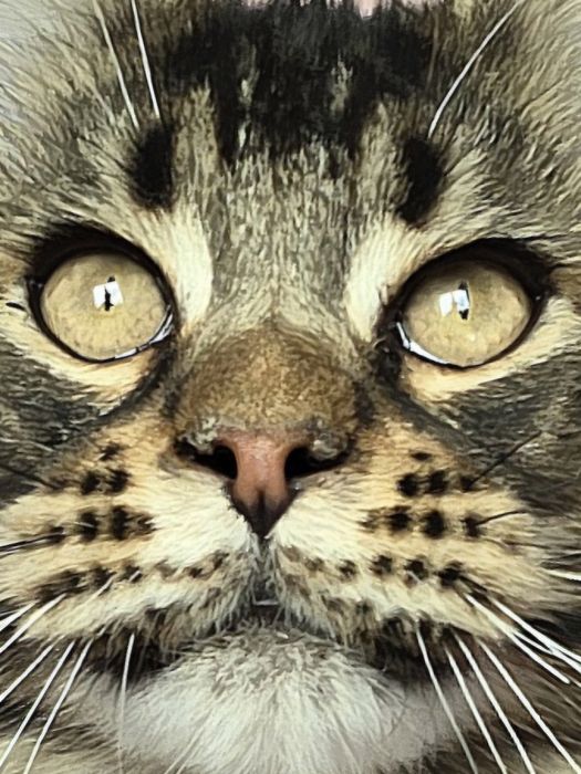 Котёнок мейн-куна девочка и мальчик