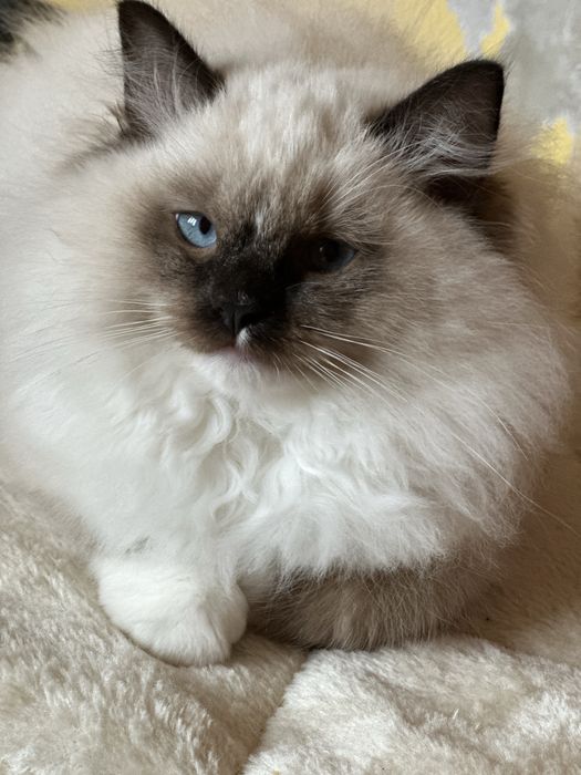 Ragdoll kocurek do hodowli