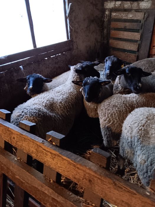 Berregas da raça sufollk