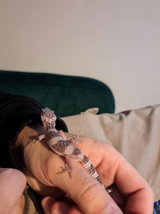 Gekony lamparcie