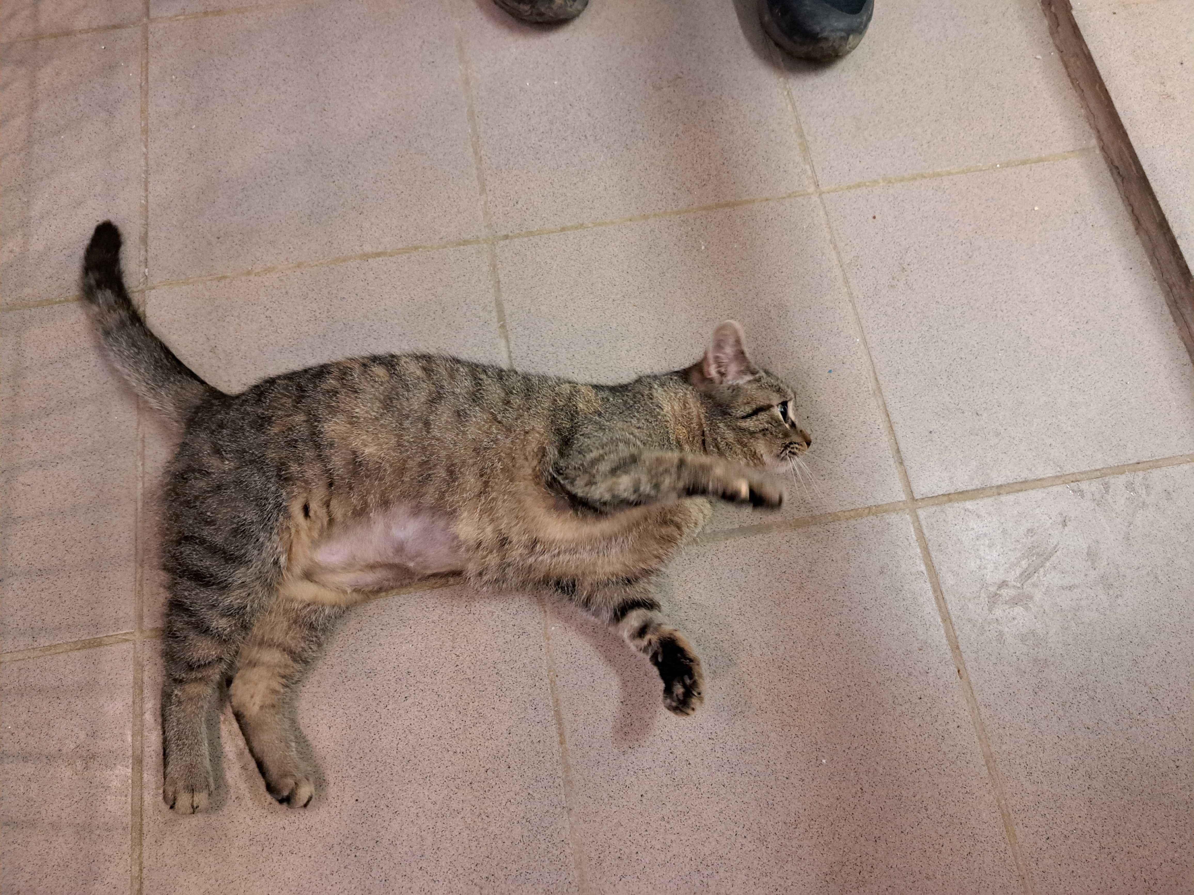Zita i Zina-dwie cudne bure dziewczynki do adopcji