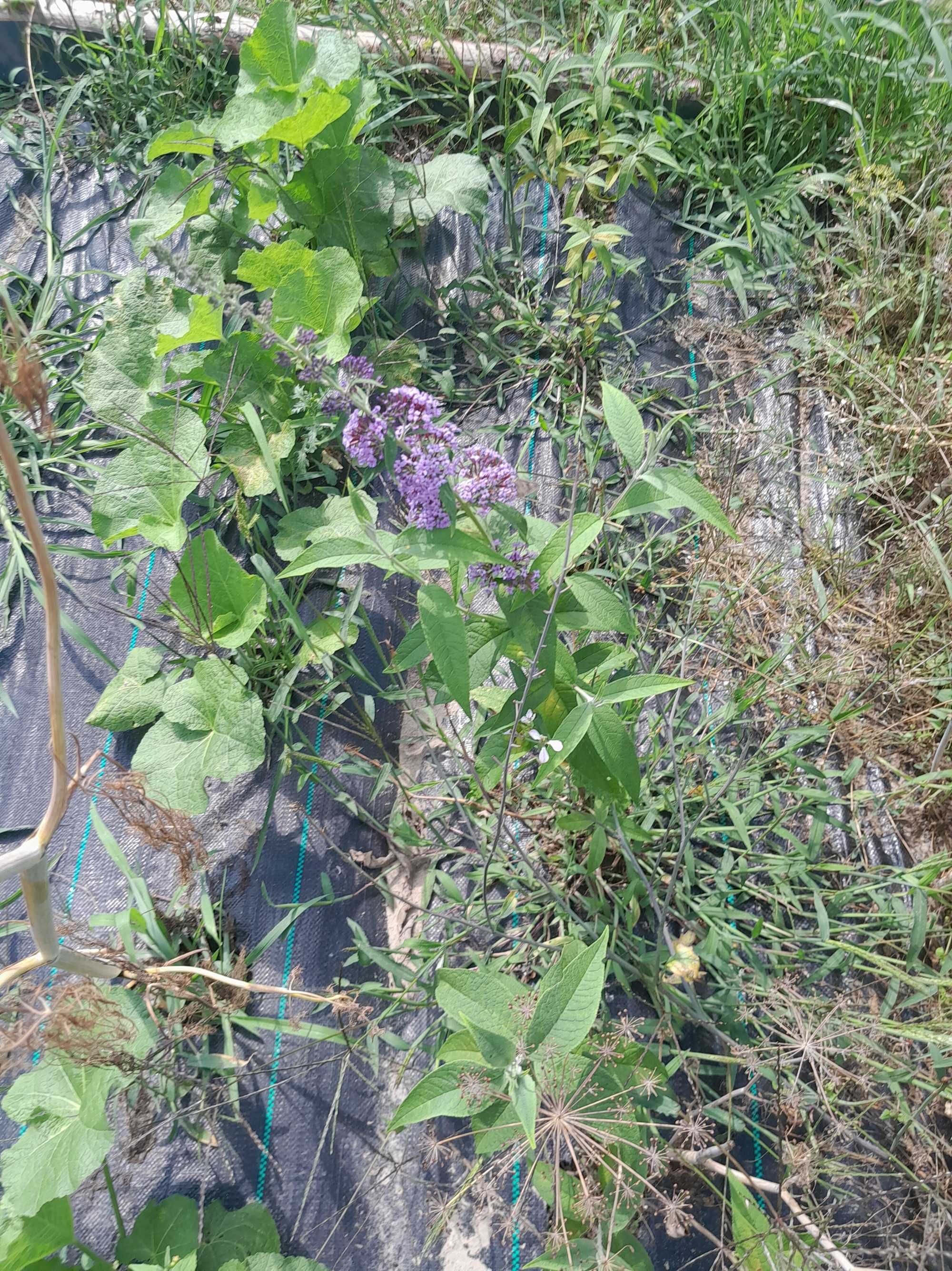 Buddleja davidii (Budleja Davida)