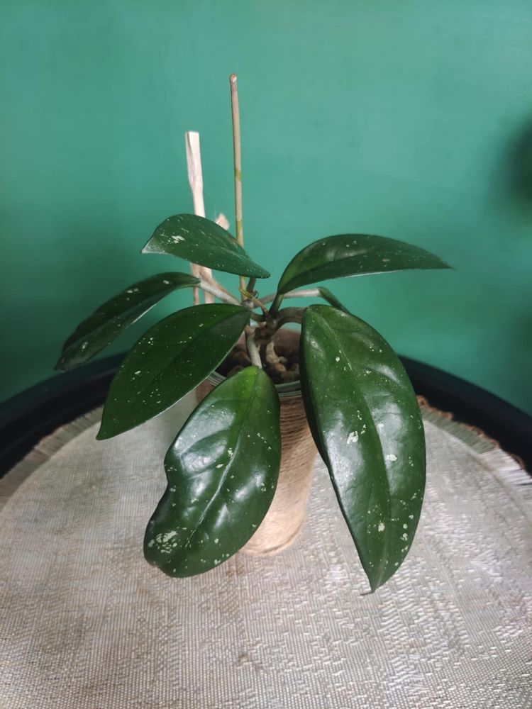 Hoya carnosa 2 szt
