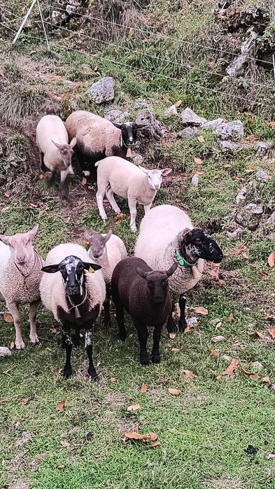 Venda de ovelhas cruzadas  de sufolk e Charolês