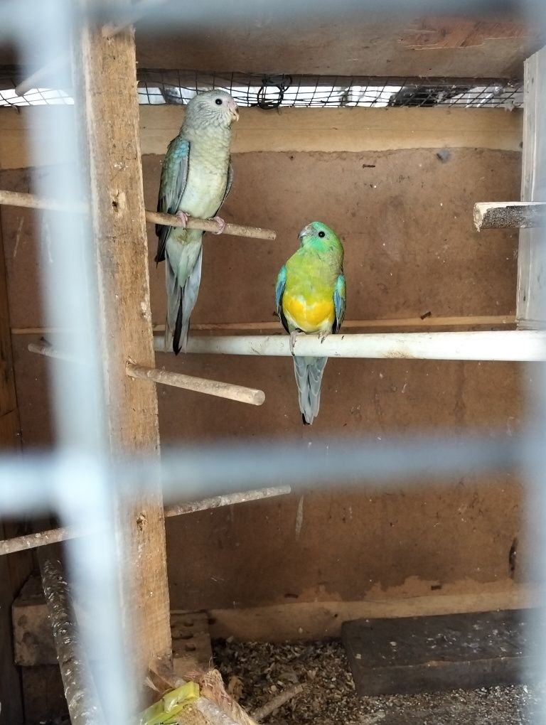 Casal de red rumped