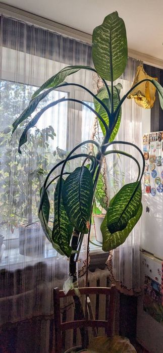 Диффенбахія плямиста