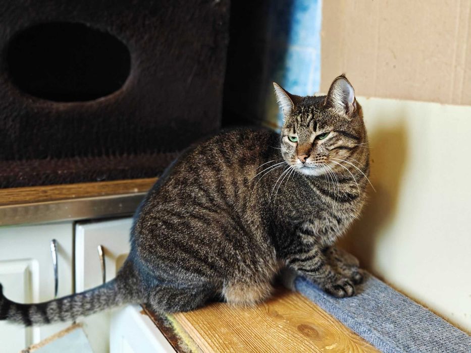 Мила зеленоока Руна шукає дім і любляче серце! кішка кошка кіт кошеня