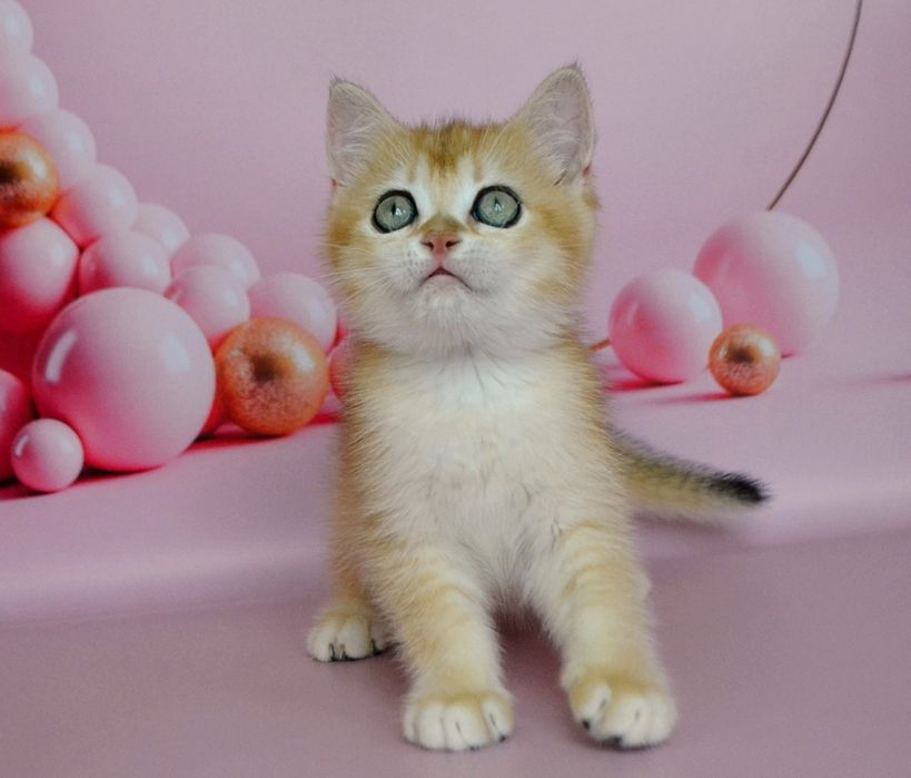 Дiвчинка золота шиншила