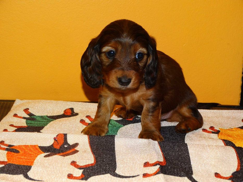 Jamnik Miniaturowy Długowłosy