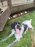 Pies do adopcji. Lolek. Oddam psa