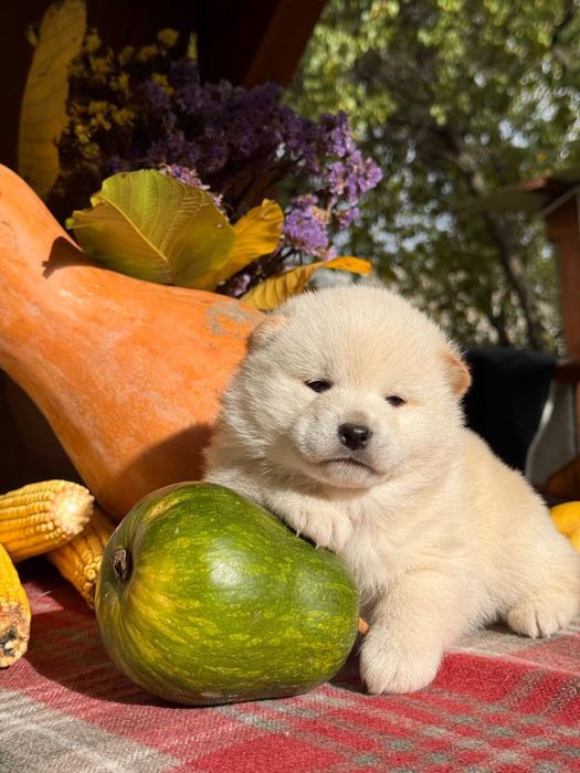 Шиба іну / шиба ину / сіба/ сиба/ shiba