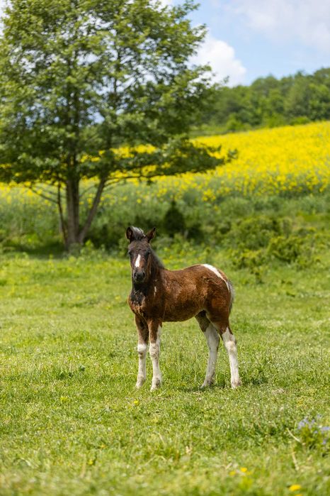Klacz huculska 2025, hucuł, kuc.