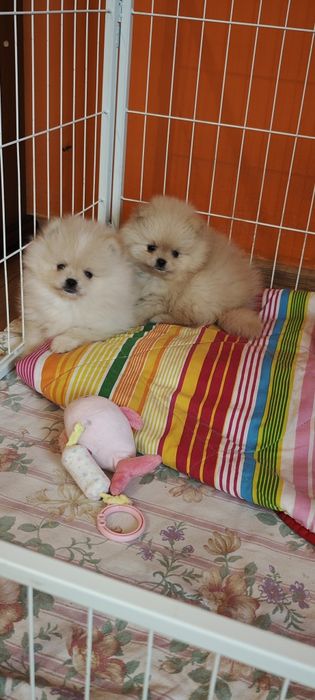 Pomeranian , szpic miniaturowy - ekstraklasa chłopaki
