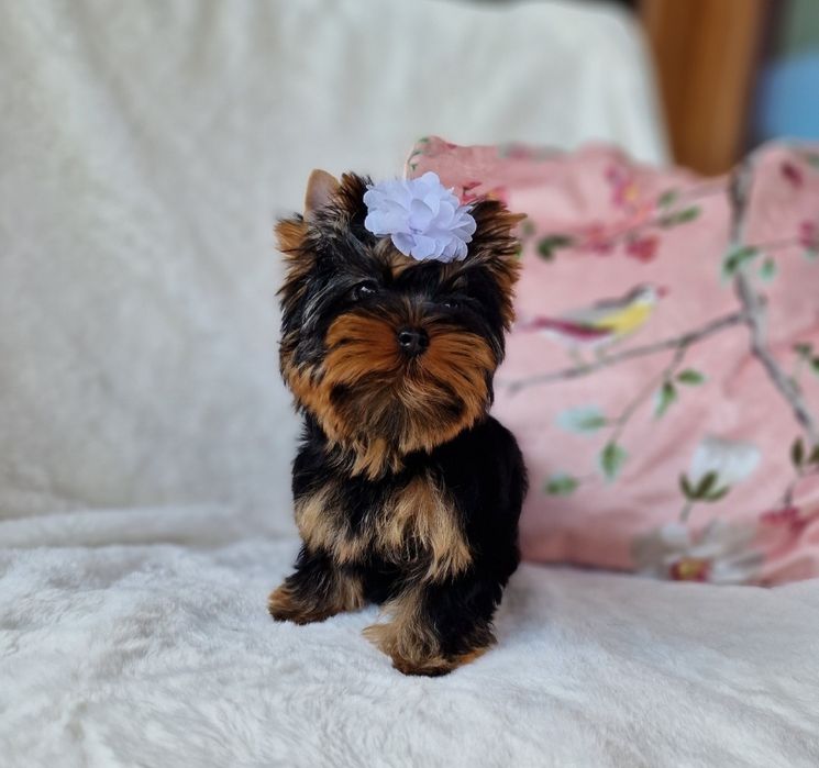 Yorkshire Terrier SUCZKA York FCI ZKwP